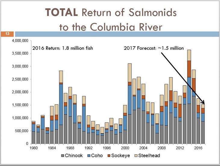 96 Fish Counts Columbia, Willamette Salmon Pick Up the Pace, Bill