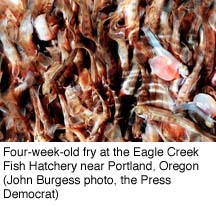 Four-week old fry at the Eagle Creek Fish Hatchery near Portland, Oregon (John Burgess, Press Democrat)