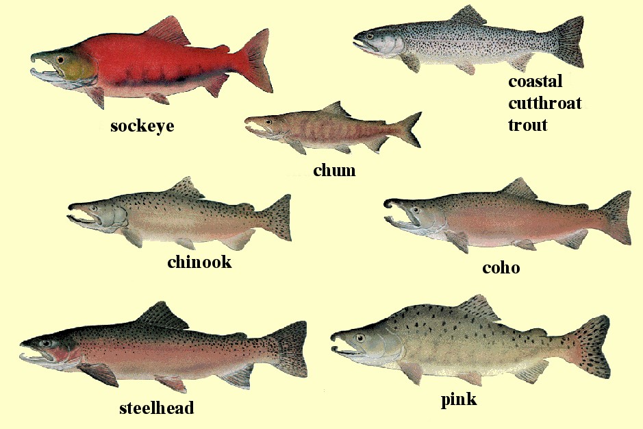 96 Restoring Wild Salmon to the Pacific Northwest: Chasing an Illusion