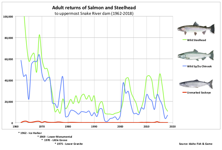 Graphic: Adult Salmon returns to highest dam on the Lower Snake River (1962-2018).