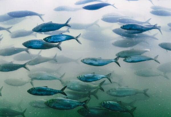 American Shad at Bonneville Dam (USACE photo)