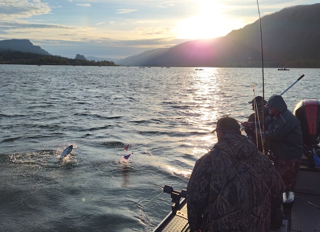 An angler fights a hatchery spring chinook at sunrise on the Columbia River below Bonneville Dam. (Andy Walgamott photo)