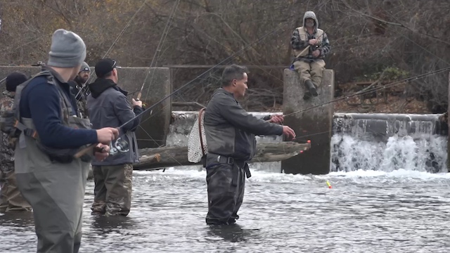 Watch last year's (2024) fishing frenzy following the steelhead release at the Americana Bridge