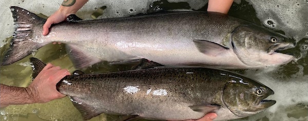 Chinook salmon at Lower Granite trap.