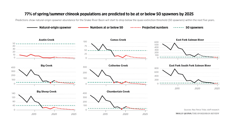 Graphics: Predictions show natural-origin spawner abundance for the Snake River Basin will start to drop below the quasi-extinction threshold (50 spawners) within the next five years. (Molly Quinn/The Spokesman-Review) (Source: Nez Perce Tribe, Erin Rusby research)