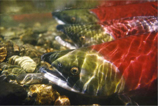 Columbia River Sockeye (NOAA photo)