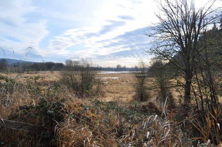 Columbia Land Trust, Bonneville Power Administration and the U.S. Army Corps of Engineers completed the purchase of 920 acres of Columbia River Estuary on Jan. 23. The property will be used to restore native wildlife habitat. (Don Patterson)