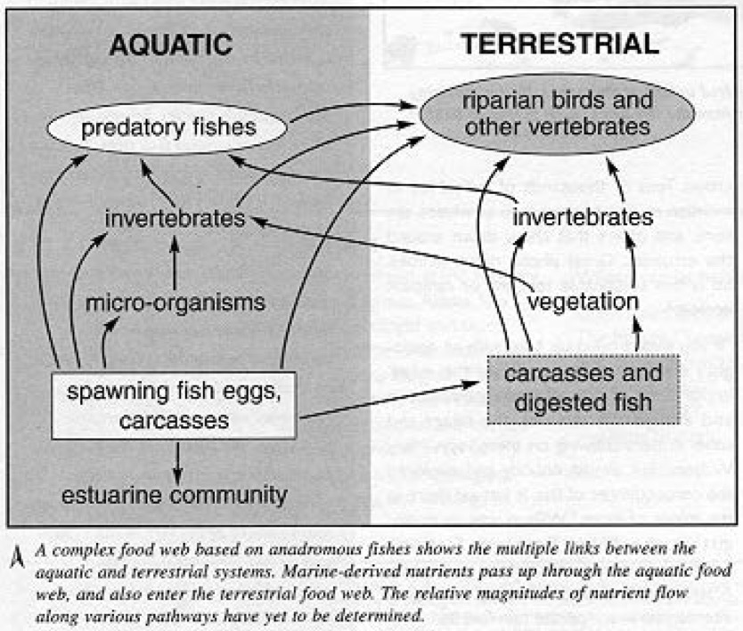 A complex food web based on anadromous fish shows the multiple links between the aquatic and terrestrial systems.  Marine-derived nutrients pass up through aquatic food web, and also enter the terrestrial food web. The relative magnitudes of nutrient flow along various pathways have yet to be determined.