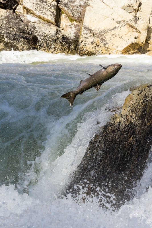 A chinook salmon flings itself up Dagger Falls on the Middle Fork Salmon River in Idaho. (David Moskowitz from “Big River,” by Eileen Delehanty Pearkes and