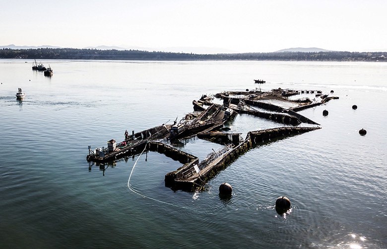 Atlantic salmon escaped from this Cooke Aquaculture net pen over the weekend off Cypress Island. This photo was taken Tuesday morning, August 22, 2017. (Beau Garreau / DAKO. 5TUDIOS)