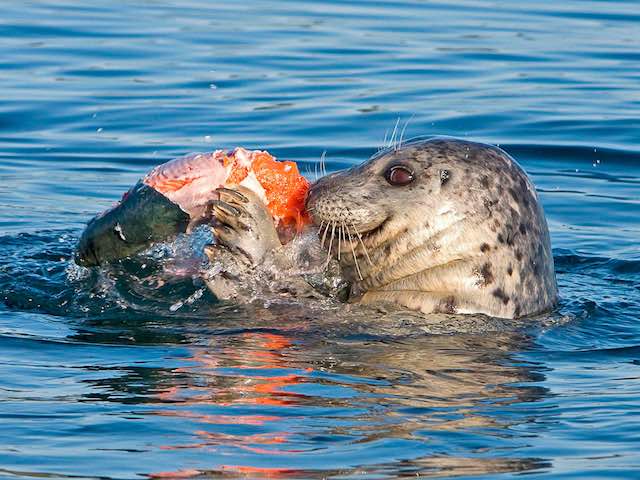 96 Seals and Sea Lions Contributing to Orca's Woes, Michael Carman