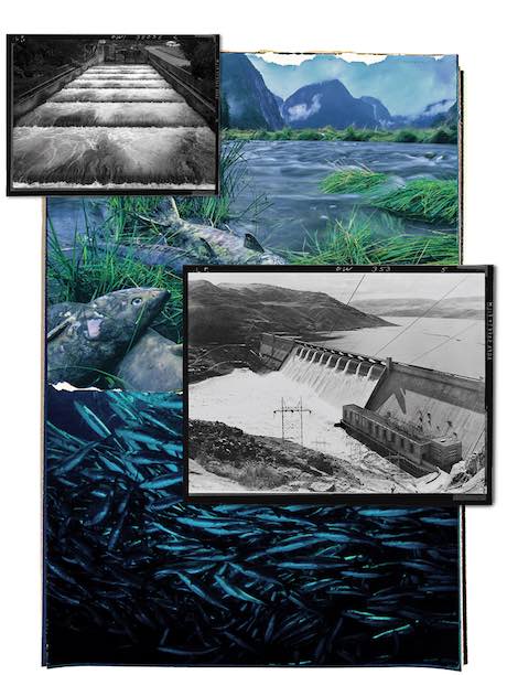 Source photographs: Fish ladders at Bonneville Dam (top left) Rick Pisio/RWP Photography/Alamy; Spawned-out chum salmon carcasses (top) Ian McAllister/ National Geographic Image Collection/Alamy; Grand Coulee Dam, 1941 (center). Courtesy Library of Congress; Captive juvenile coho salmon (bottom) Mark Conlin/Alamy