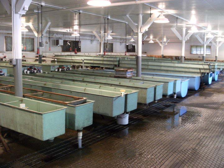 Big Creek hatchery, near Astoria, started in 1941. (Photo Credit: ODFW)