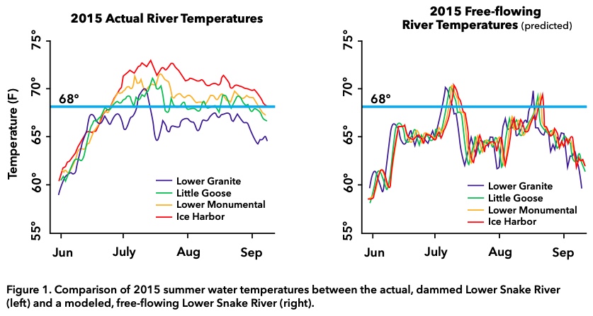 Comparison of 2015 summer water temperatures between the actual, dammed Lower Snake River (left) and a modeled, free-flowing Lower Snake River (right). (Columbia Riverkeepers White Paper)