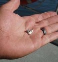 An acoustic tag (left) and a radio tag (white, with wires) sit in the palm of a researcher's hand. Both acoustic and radio tags are being implanted in juvenile fall Chinook salmon to track their movement at the confluence of the Clearwater and Snake rivers near Lewiston, Idaho.