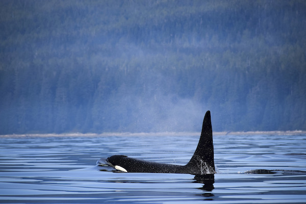 A Killer Whale Breaches the Surface near Vancouver Island, Canada. (Matthew Bailey / VWPics via AP Images)