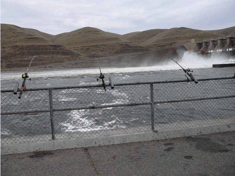 A favorite fishing spot for anglers is 'The Wall' below Little Goose Dam, where migrating fish congregate before entering the dam's fish ladder.