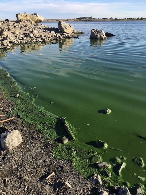 Water resembling pea soup, is a toxic algae bloom in 2022 at McNary Wildlife Refuge, upstream of Lower Snake River's confluence with the Columbia River.