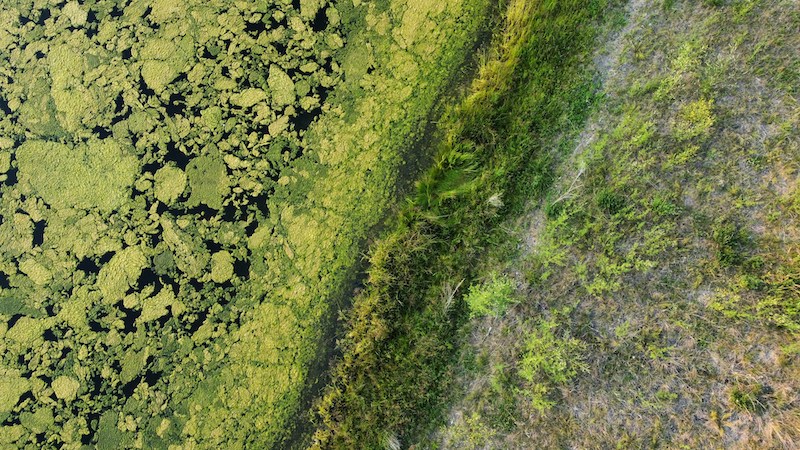 Water resembling pea soup, is a toxic algae bloom in 2022 at McNary Wildlife Refuge, upstream of Lower Snake River's confluence with the Columbia River. (Photo by Daniel Miksha on Unsplash)