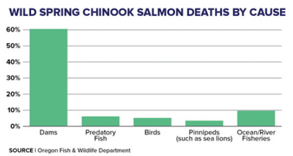 According to the Oregond Department of Fish and Wildlife, Dams are the Largest Single Cause of Mortality for wild spring Chinook, excceding other sources by six to 12 times or more, yet those are typically where managers turn to instead in hopes of somehow staving off extinction and restoring runs. (ODFW).
