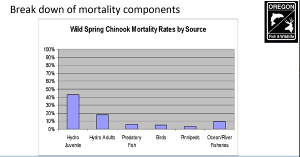 According to the Oregond Department of Fish and Wildlife, Dams are the Largest Single Cause of Mortality for wild spring Chinook, excceding other sources by six to 12 times or more, yet those are typically where managers turn to instead in hopes of somehow staving off extinction and restoring runs. (ODFW).