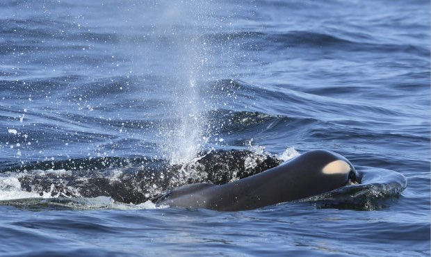 In this photo taken Tuesday, July 24, 2018, provided by the Center for Whale Research, a baby orca whale is being pushed by her mother after being born off the Canada coast near Victoria, British Columbia. The new orca died soon after being born. (David Ellifrit/Center for Whale Research via AP)