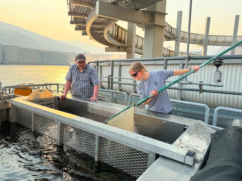 Darren Ogden, a biologist with NOAA, watches as technician Riley Krieg nets sockeye salmon to put them into a tank on a truck. (Courtney Flatt / NWPB)