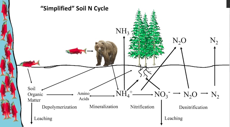Nitrogen pathways in soil where marine-derived nitrogen enters terrestrial systems via decay of salmon organic tissues or excretion from direct salmon consumers such as bears. Arrows represent conversion pathways with the potential to impart isotopic fractionations on plant-available nitrogen.