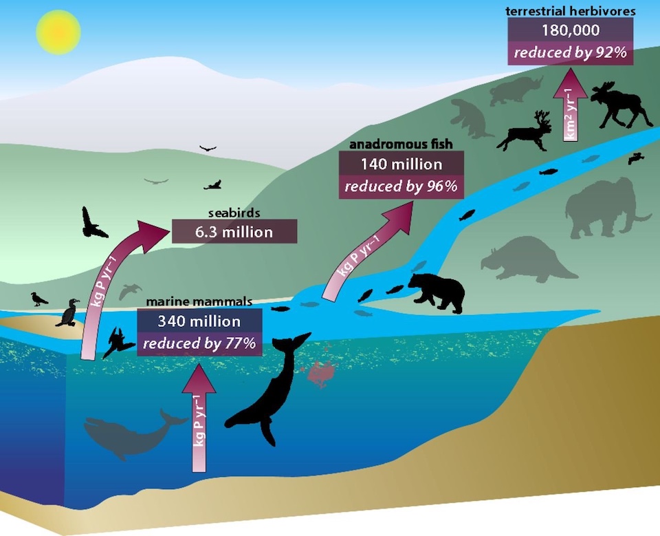 Potential interlinked system of recycling nutrients. The diagram shows a potential route of nutrient transport of the planet in the past. Red arrows show the estimated fluxes or diffusion capacity of nutrients listed in Table 1. Grey animals represent extinct or reduced population densities of animals.