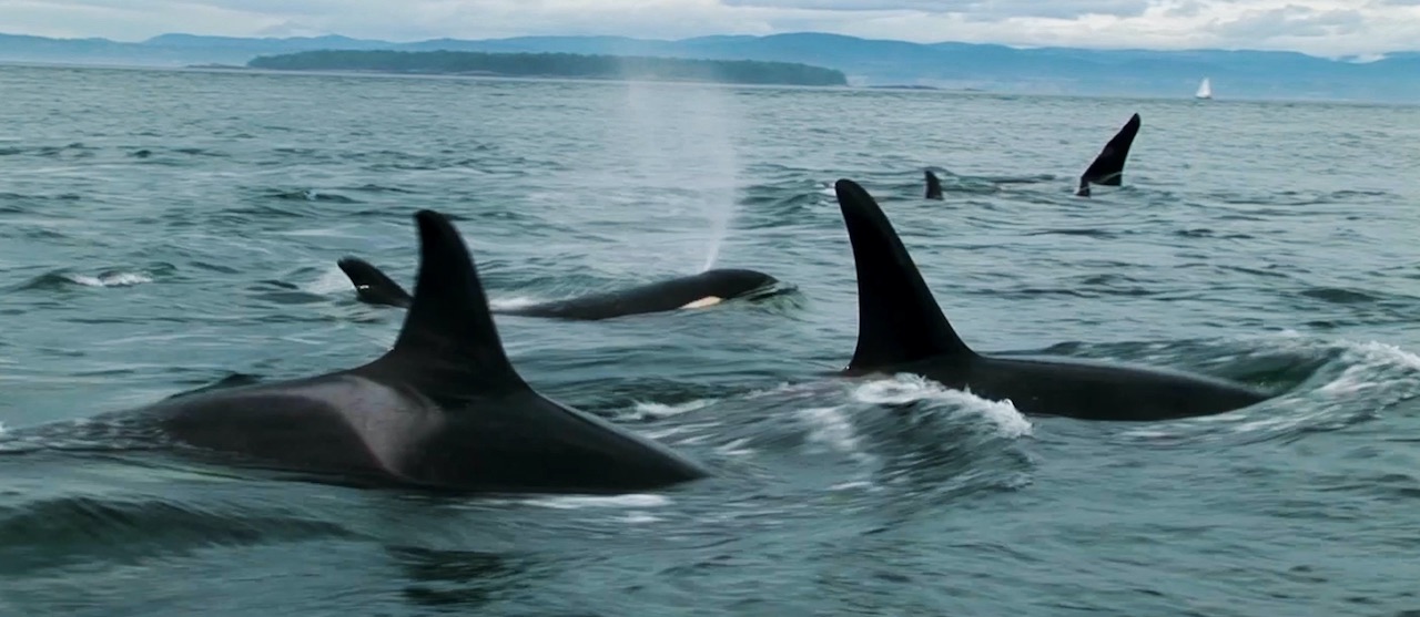 Southern Resident Killer Whales aka. Orcas (Film Still from <b><i>The Snake and the Whale</i></b>)