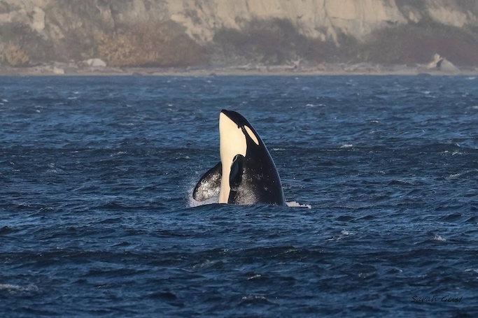 The L-Pod orcas surprised many on Whidbey and the Salish Sea region when they returned to Penn Cove for the first time in over 50 years. (Photo by Sarah Geist)