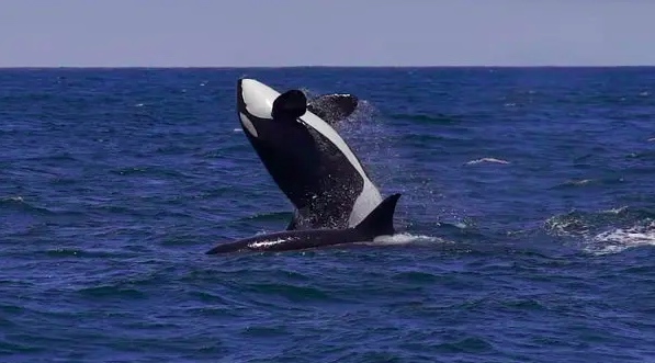 Killer whales from the Pacific Northwest that were spotted in Monterey Bay this past week. (photo Colleen Talty/Monterey Bay Whale Watch)