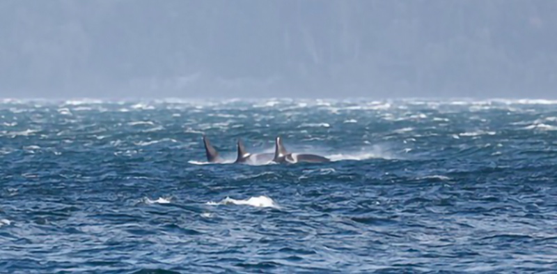L pod swims into Penn Cove on Nov. 4. L-25 Ocean Sun is closest to the camera. (Jill Hein)