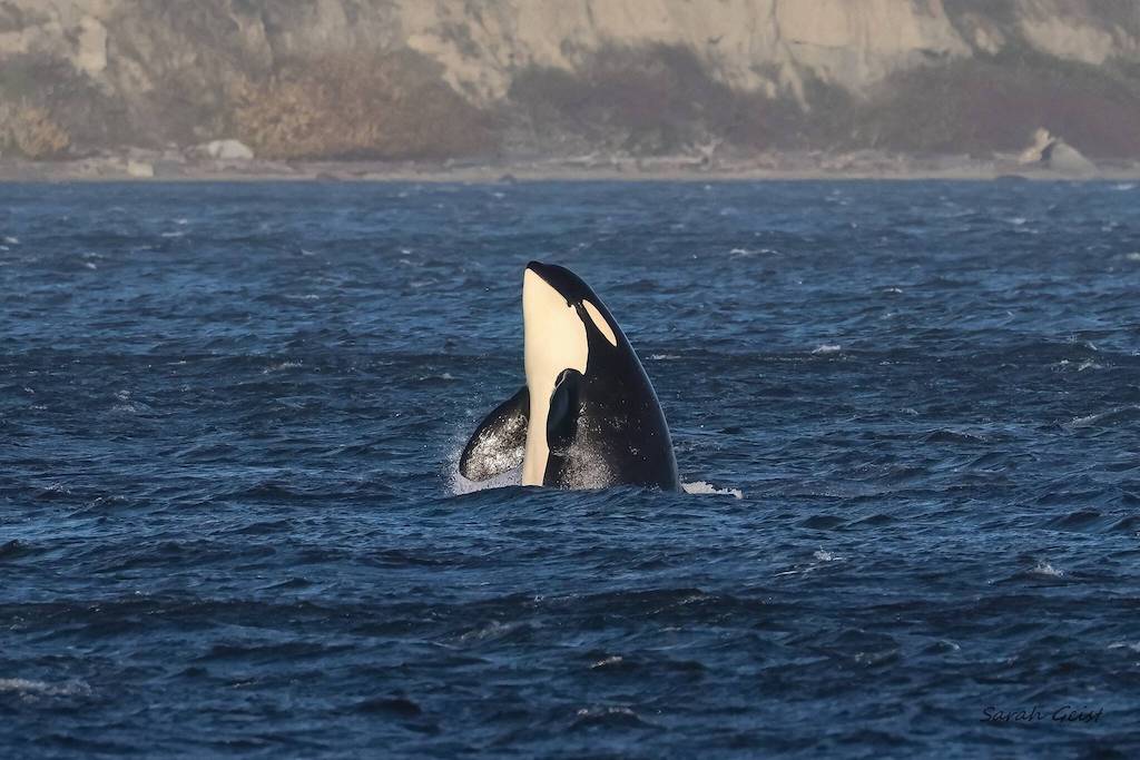 The L-Pod orcas surprised many on Whidbey and the Salish Sea region when they returned to Penn Cove for the first time in over 50 years. (Photo by Sarah Geist)