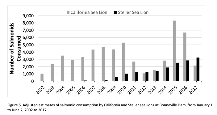 Graphic: Adjusted Estimate of salmonid consumed by California and Stellar sea lions at Bonneville Dam, from Jan 1. to June 2, 2002-2017
