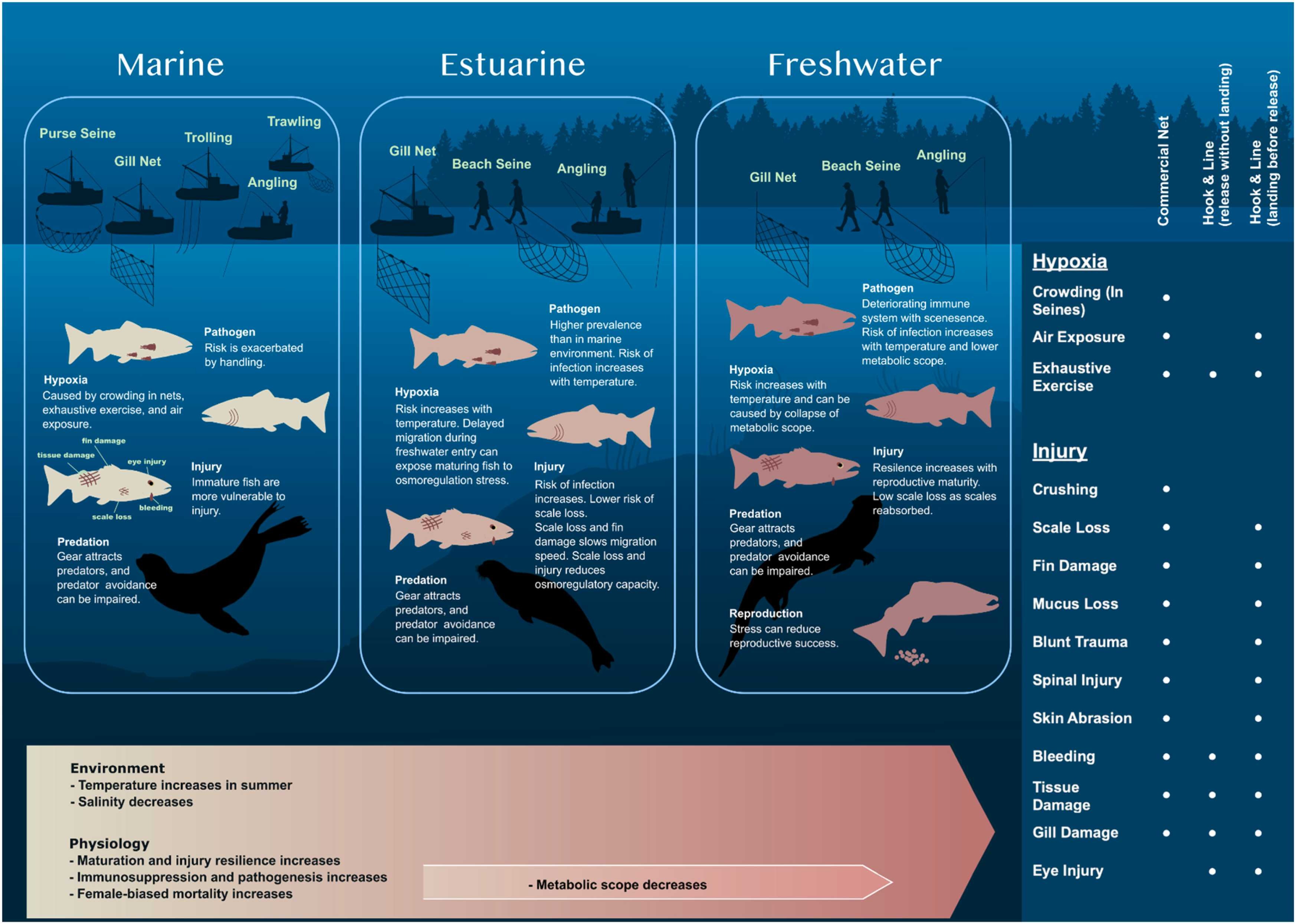 Fig. 1. Schematic diagram outlining mechanisms underpinning release mortality (RM) in Pacific salmon fisheries along the homing migration. [Artwork by Sofia Jain-Schlaepfer].