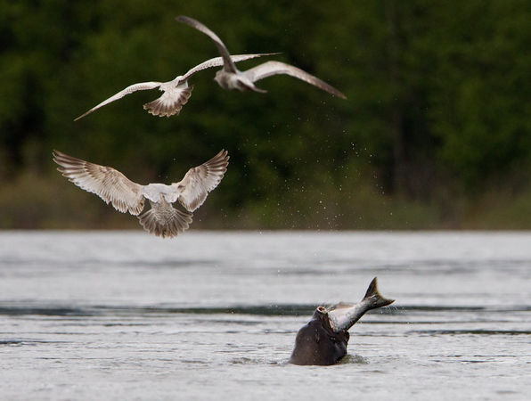 A sea lion eats a salmon. on May 2, 2012, near the Bonneville Dam. (Thomas Boyd photo)