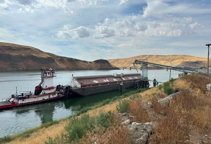 A tow holds a barge owned by Shaver loads grain on the shore of a Lower Snake River reservoir.