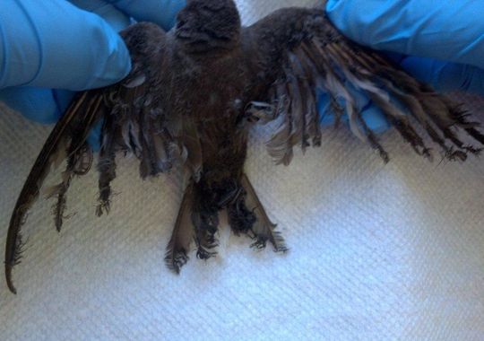 An injured Northern rough-winged swallow found at the Ivanpah Solar Electric Generating Plant. ( BrightSource Energy photo)