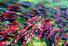 Sockeye salmon knot before spawning.