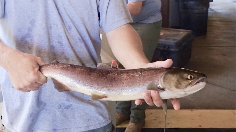 An adult sockeye is held by a worker at a hatchery.  The sockeye is wondering what his fate might soon be.