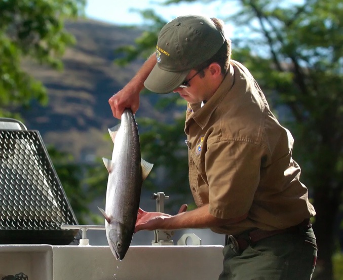 A sockeye salmon is transferred from the fish trap at Lower Granite Dam to a truck so it can avoid high water temperatures in the lower Snake and Salmon rivers. (Lewiston Tribune file photo)