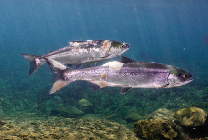 Heat-stressed sockeye salmon were filmed in the Little White Salmon River. These sick salmon are taking shelter in the cooler waters of the Columbia River tributary. (photo Conrad Gowell / Provided by Columbia Riverkeeper)