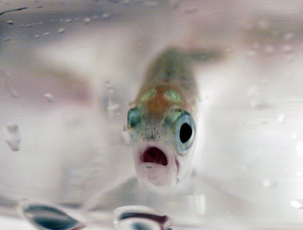This June 13, 2006 file photo a year-old sockeye salmon peers through the glass of a lab beaker at the Eagle Fish Hatchery at Eagle Island State Park, west of Boise, Idaho. 