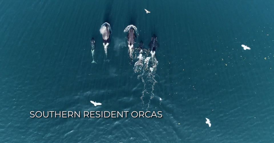 Southern Resident Killer Whales aka. Orcas (Film Still from 'The Snake and the Whale')