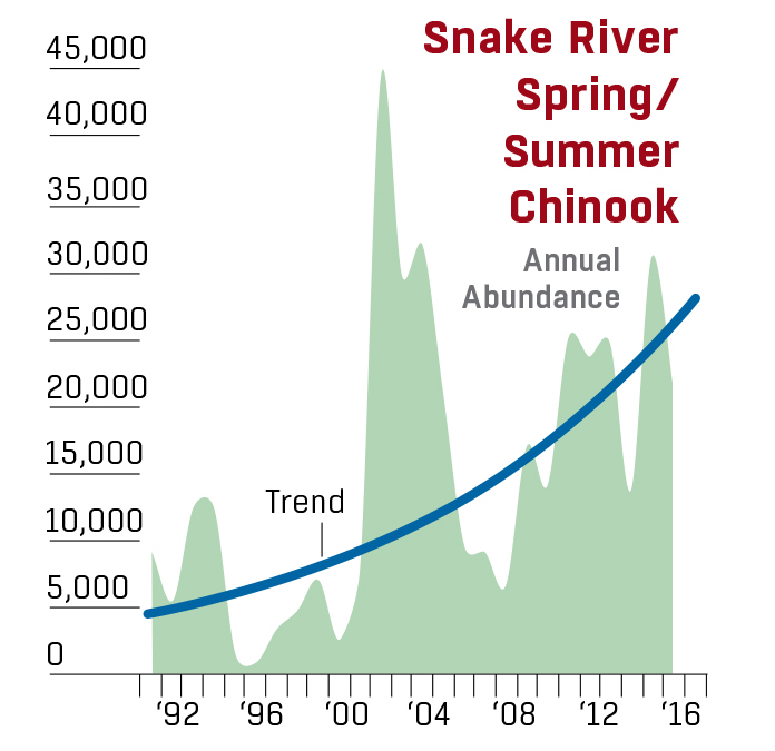 Graphic that puports an exponentially increasing trend for Snake River Spring Chinook (2016 Comprehensive Review by US Army Corps of Engineers, Bonneville Power Administration, Bureau of Reclamation).