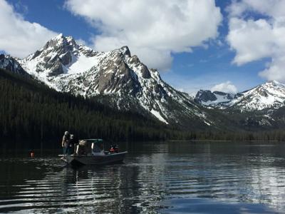 A project is underway to remove all fertile lake trout from Stanley Lake.
