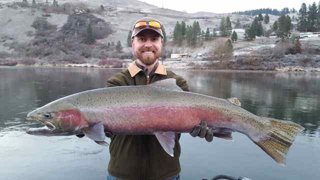 Chris Clemens of Asotin, Washington, holds a wild steelhead caught and released in the Clearwater River. The intact adipose fin between the dorsal fin and the tail distinguish the fish from hatchery-reared steelhead, which have their adipose fins clipped off before they leave the hatchery. Idaho allows wild fish to be removed from the water before release. Washington does not. (Reel Time Fishing)