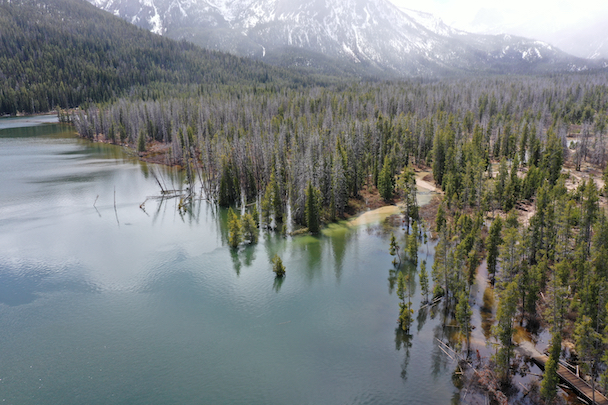 Submerged trees at the inlet delta of Stanley Lake, Idaho. Liquefaction during shaking from the March 31, 2020, Stanley earthquake caused ground subsidence and collapse of the delta. (Public Domain Photo by Zach Lifton, Idaho Geological Survey, May 2020)