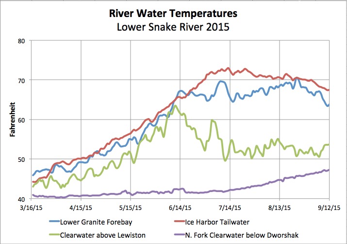 Graphic: River temperatures became lethal for salmon migrating in the heat of 2015.